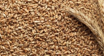 What are Commodities?